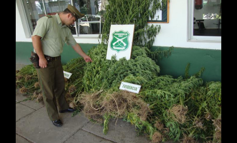 Llaman a comunidad a colaborar  para seguir decomisando marihuana