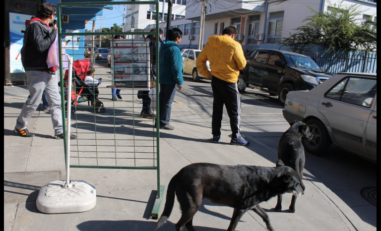 Llaman a tener mayor conciencia para evitar casos de perros abandonados