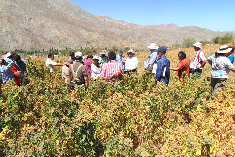 Quinoa, Rio Hurtado, CEAZA