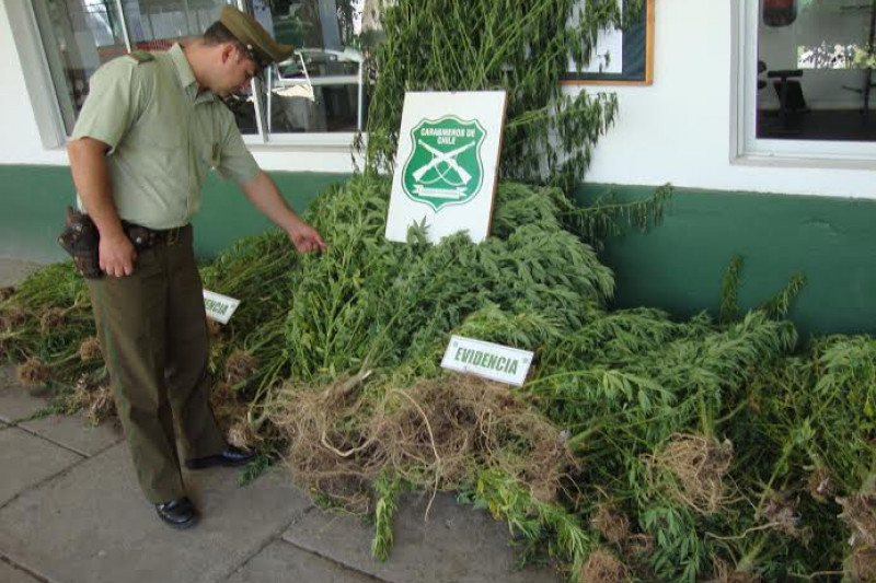 Llaman a comunidad a colaborar  para seguir decomisando marihuana