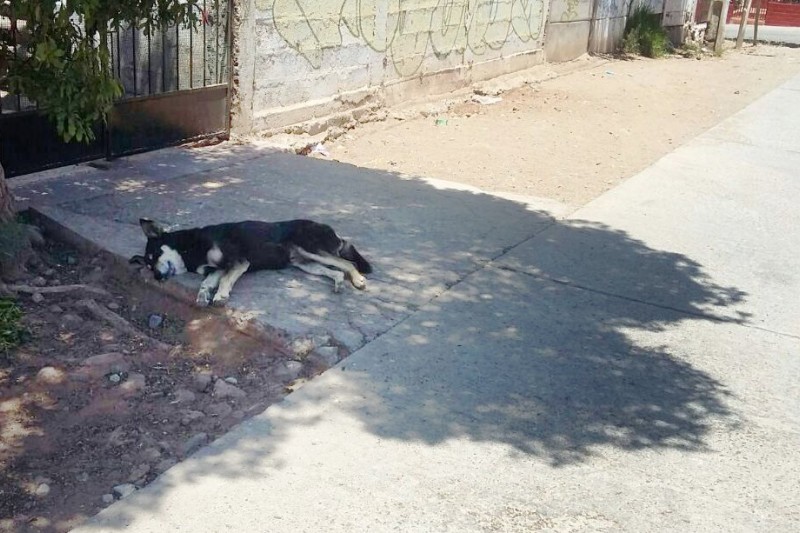 Menor de 6 años resultó con graves heridas tras ser mordido por perro abandonado en Ovalle