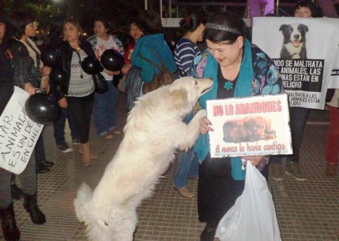 Fiscalía asevera que investigan matanza de perros en Ovalle