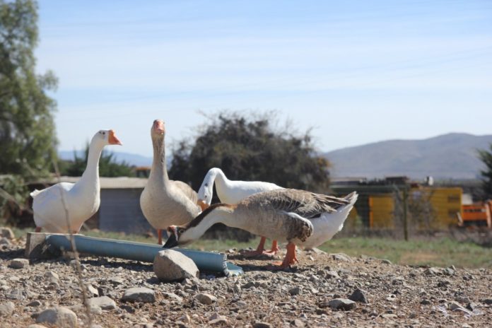 Voz de alerta en sector rural ante llegada de empresa minera