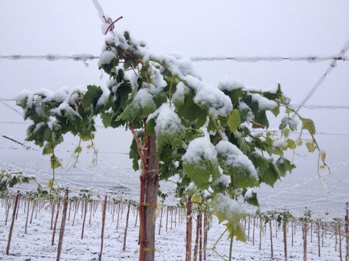 Problema agrícola: Productores de fruta se ven afectados por precipitaciones