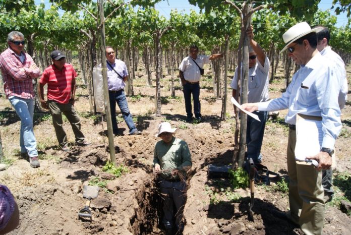 Innovan en uso eficiente de agua para producción de uva pisquera