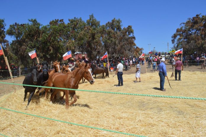 Trilla a yegua suelta la lleva en la Fiesta Costumbrista de Barraza