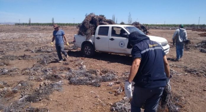 Incautan 13 toneladas de huiro en planta ovallina