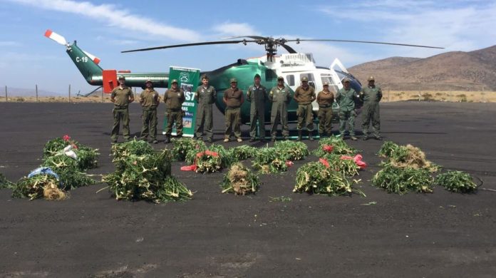 Incautan plantaciones de cannabis en El maqui de Quiles 