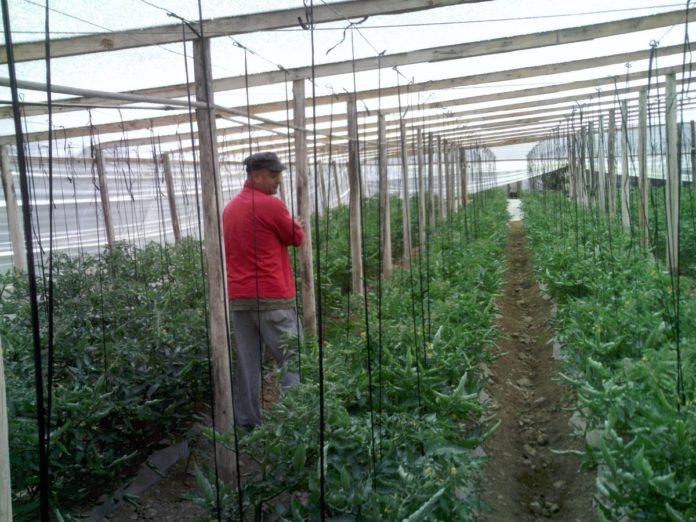 Agricultores se preparan para enfrentar posibles heladas en agosto y septiembre