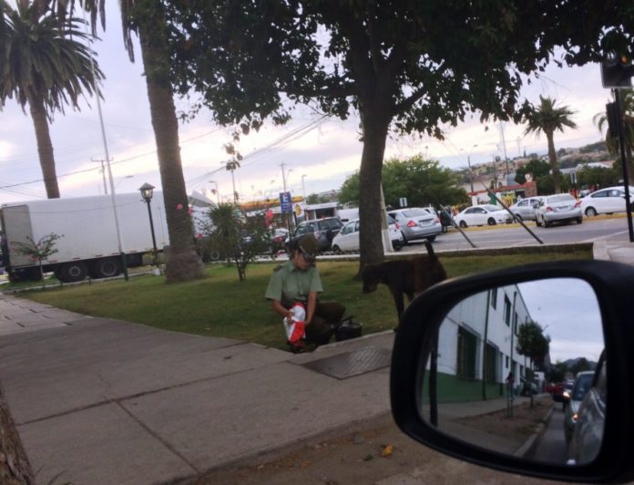 La historia detrás de la fotografía de una carabinera que alimenta a un perro