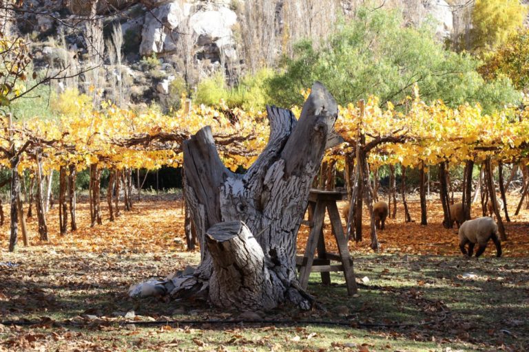 Recorrido por el Valle del Río Mostazal, el paraíso que oculta Monte Patria 