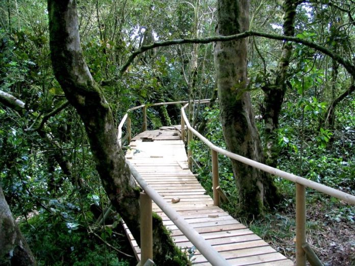 Parque Nacional Fray Jorge: Un milagro en medio de la aridez