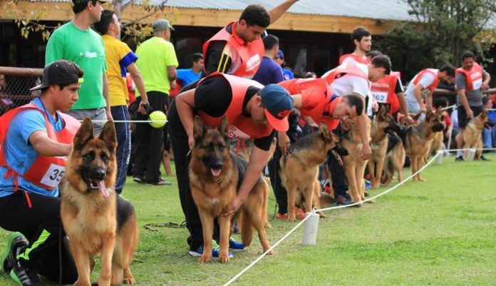 Canes se lucirán en campeonato nacional en Ovalle