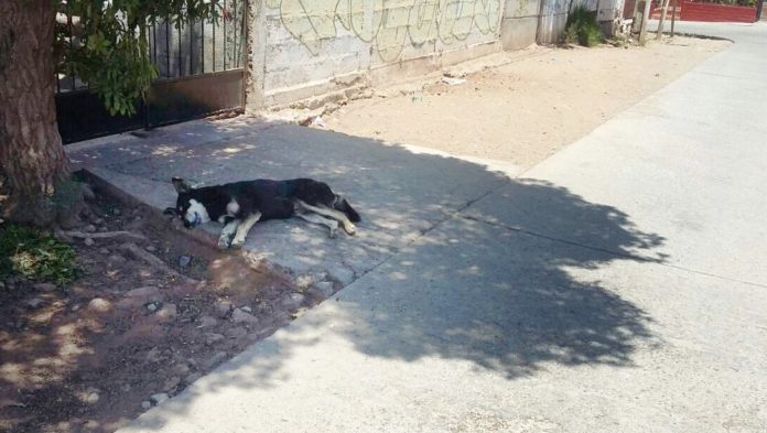 Menor de 6 años resultó con graves heridas tras ser mordido por perro abandonado en Ovalle