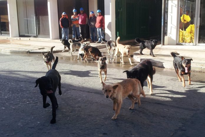 Hombre muere presuntamente por ataque de jauria de canes