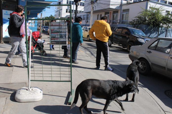 Llaman a tener mayor conciencia para evitar casos de perros abandonados