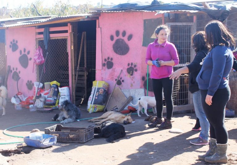 Acusan incompetencia de fiscalía local en causa de envenenamiento de perros