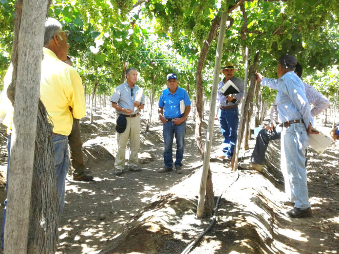 Uva pisquera, tecnologia