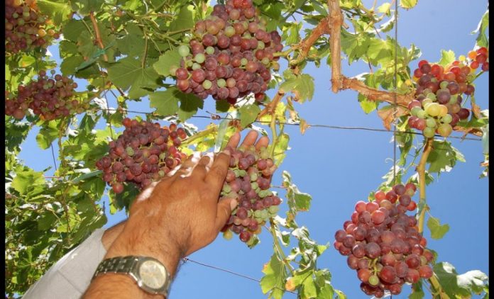 La producción de uvas de mesa es uno de los motores de la economía regional y provincial.