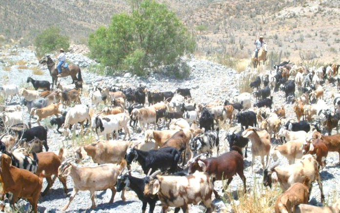 Crianceros, Combarbalá