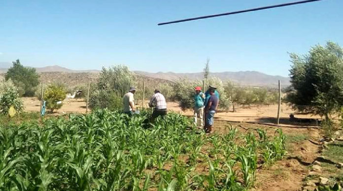 Una iniciativa novedosa para generar nuevos conocimientos para los agricultores es lo que se busca consolidar con el funcionamiento de esta parcela demostrativa.