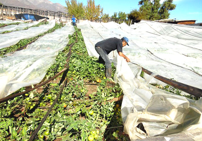 En la provincia de Limarí varios invernaderos fueron destruidos por las lluvias generados grandes pérdidas para los productores.