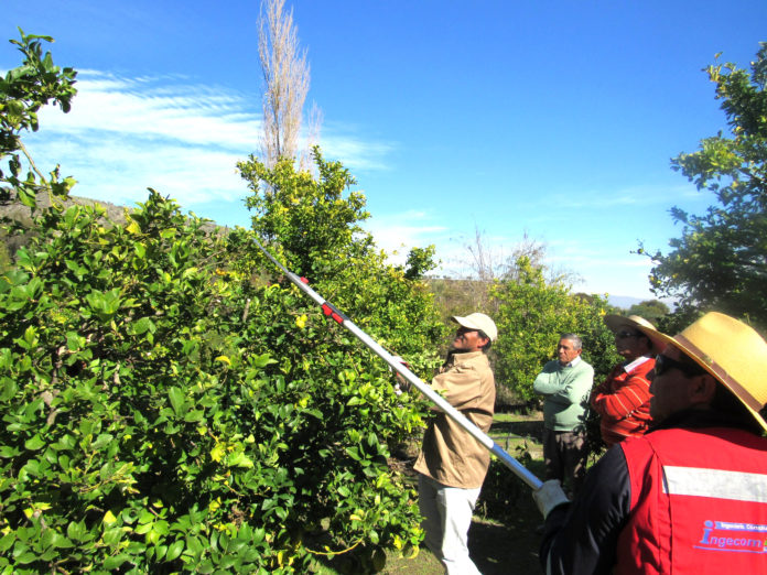 Fueron cerca de 40 los pequeños agricultores que participaron en las capacitaciones de poda de limones.