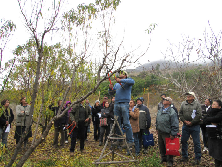 En terreno, los agricultores de Río Hurtado pudieron capacitarse en cuanto a las mejores técnicas de poda en árboles frutales.