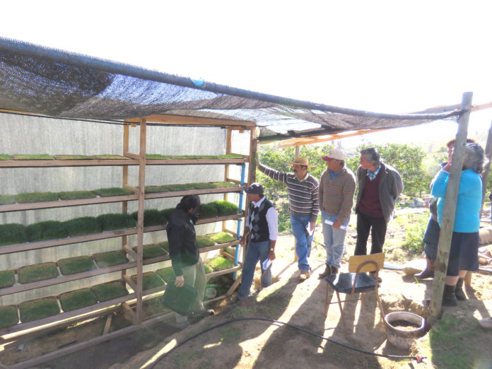 En Los Canelos, comuna de Ovalle, los crianceros conocieron ventajas del forraje.