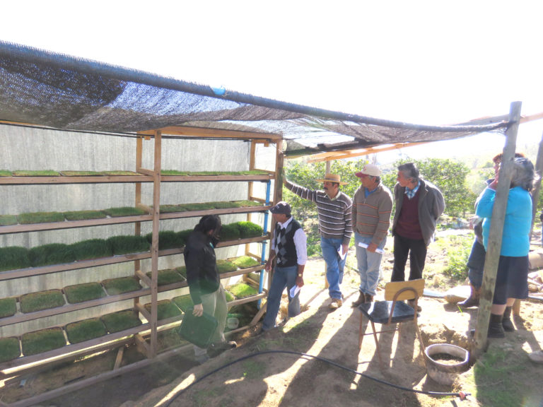 En Los Canelos, comuna de Ovalle, los crianceros conocieron ventajas del forraje.