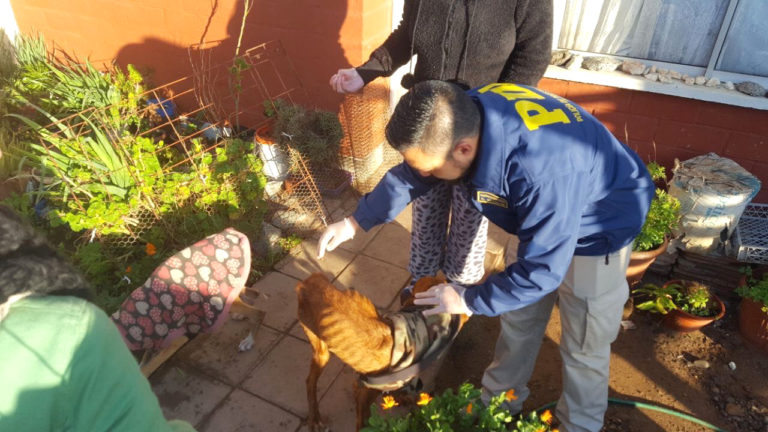 A la vivienda concurrió un equipo de veterinarios de la Municipalidad de Los Vilos.