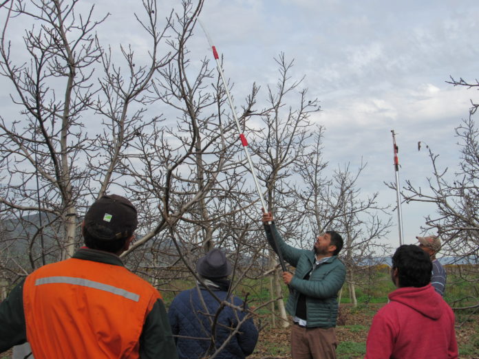 El objetivo de los talleres fue capacitar de manera teórica y práctica a los productores en cuanto al manejo invernal de estos árboles.