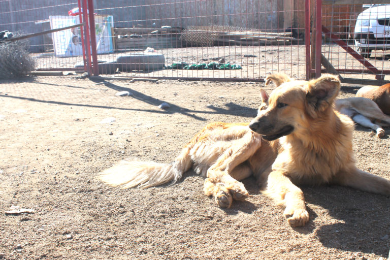 Alrededor de 70 perros mantiene el canil de Cachupines sin Hogar. Foto: El Ovallino