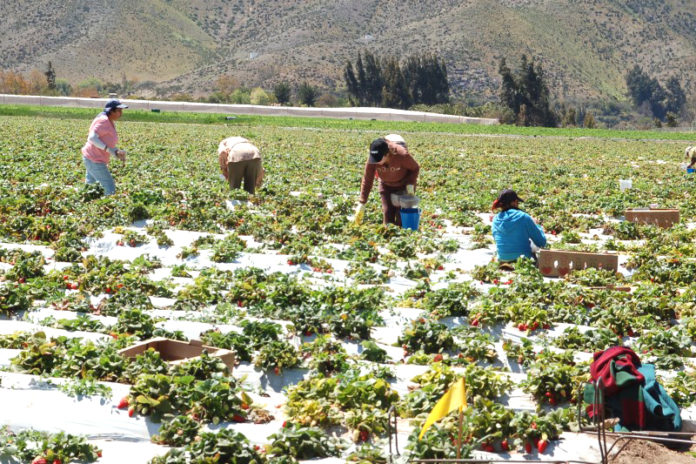 Innovar en el agro es parte de los objetivos que persigue esta charla que se realizará en Ovalle.