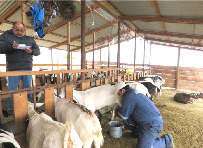 El control que se le hace a los animales es fundamental para observar el impacto de la alimentación con pellets en la producción de leche caprina.