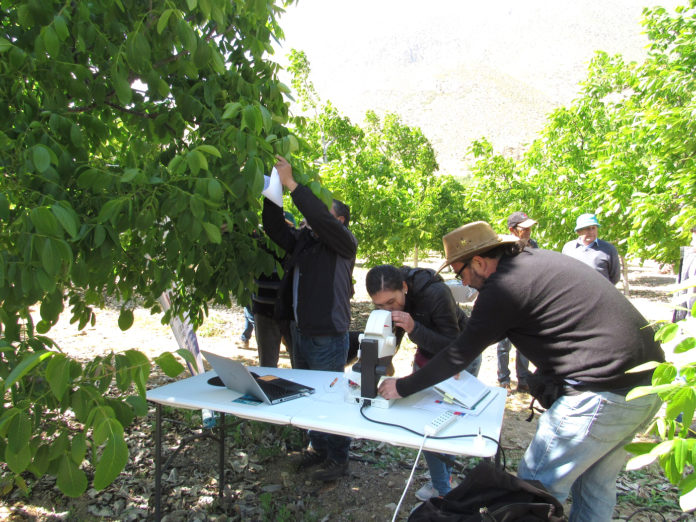 Apoyado por profesionales de INIA, los agricultores pudieron aprender a reconocer tanto los insectos dañinos como los benéficos para sus huertos.