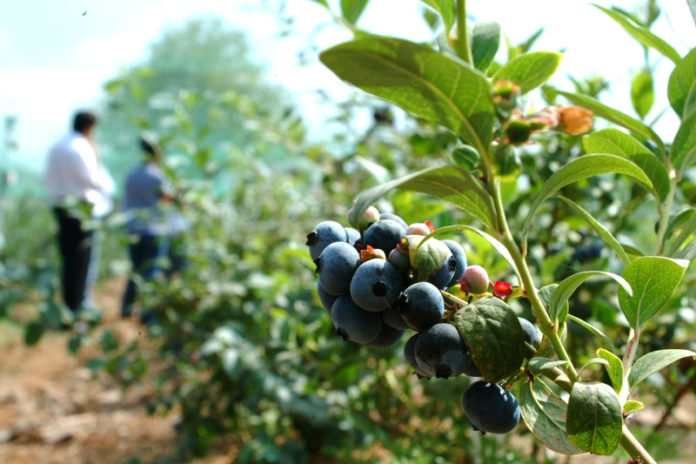 Interés por sabe si la superficie frutícola de la región de Coquimbo aumentó o no, son parte de las preguntas que pretenden responderse a través de la realización de este catastro frutícola.