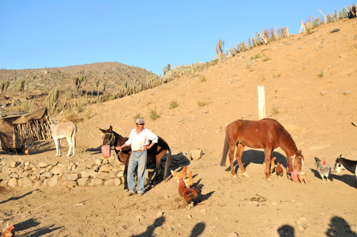 El proceso de desertificación ha afectado gravemente a diversas actividades humanas como la agricultura y la crianza de animales.