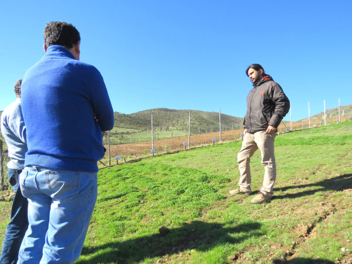 El cultivo de plantas forrajeras como autosiembra, es una de las modalidades que se pretenden transferir hacia los crianceros del Limarí.