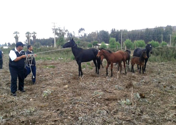 Los hechos se han producido hace tres semanas atrás y mantiene arreteda a la comunidad.