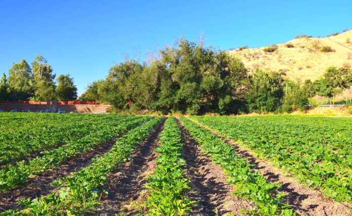 El sector Agrícola es el que precisa del recurso agua de manera permanente para mantener su productividad.