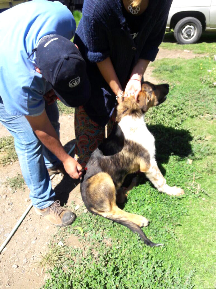 Perros y gatos podrán estar libres de parásitos, como pulgas y garrapatas.