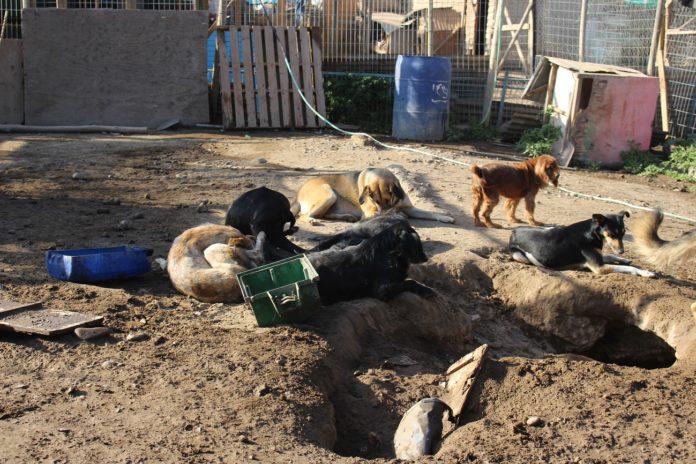 Parte de perros sin hogar que habitan el canil.