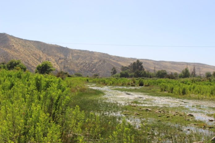 El lecho del río Limarí es el mejor lugar para capturar a los escurridizos camarones, uno de los manjares preciados de este generoso valle.