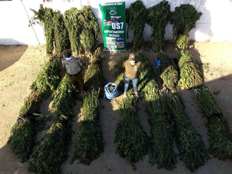 Las 2.500 plantas y los siete kilos de droga procesada equivalen a 2.028.390 dosis que no llegaron al mercado.