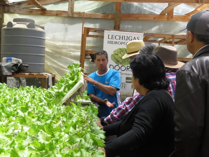 En la Región de O’Higgins conocieron acerca de la crianza de ovejas y la producción de Forraje Verde Hidropónico con agua de lluvia