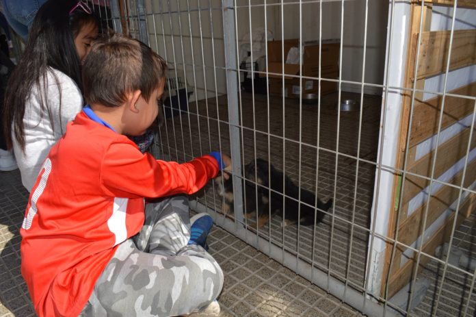 Los interesados firman un acta de compromiso y, posteriormente, son fiscalizados por miembros del departamento de Salud, para confirmar el buen estado de los animales