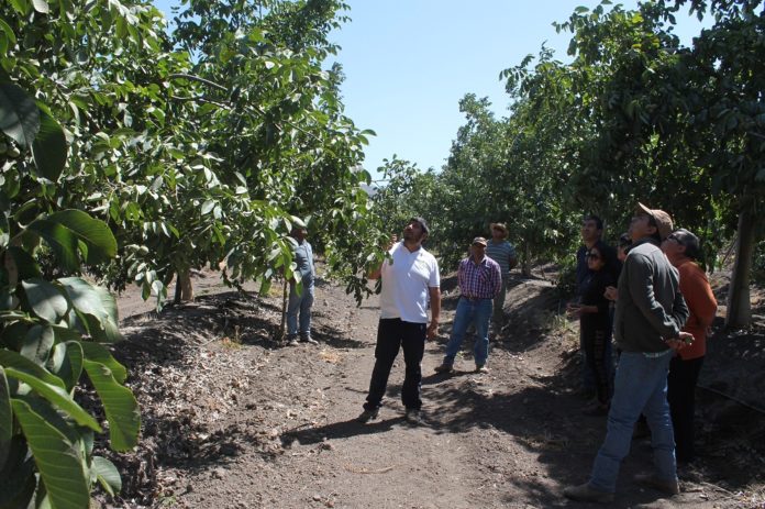 El nogal ha tenido una fuerte expansión en la región en los últimos años, y se espera que esta especie aumente su superficie de cultivo. CEDIDA