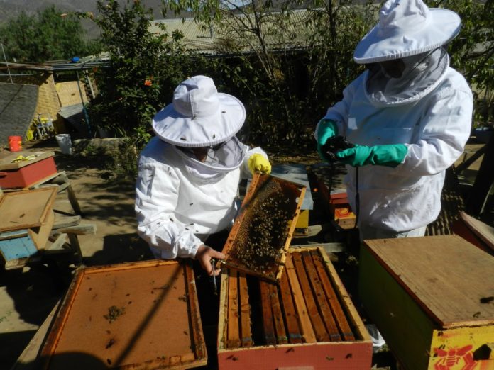 Con sólo cuatro colmenas comenzó la señora Ulda cuando inició este emprendimiento hace ya 16 años atrás.