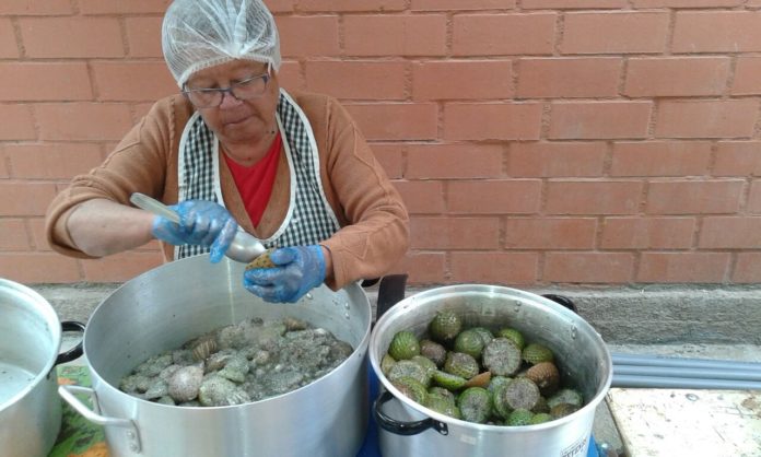 La señora Silvia Muñoz prepara la rumpa para procesarla y dar vida a los productos derivados de ella. (FOTO: CEDIDA)